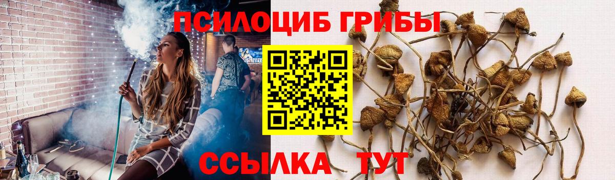 Псилоцибиновые грибы Cubensis Нефтекумск